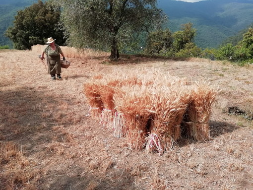 Badalucco: domenica scorsa la trebbiatura del grano in una antica tradizione della Valle Oxentina (Foto)