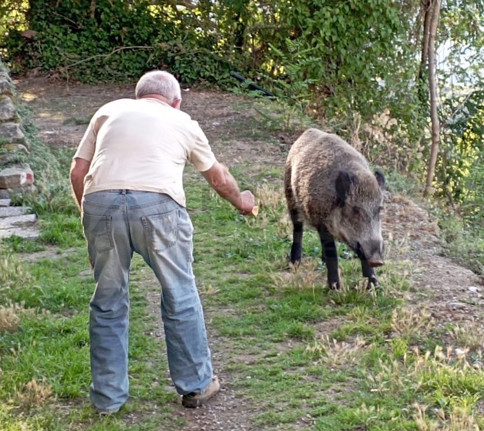 Bajardo: cinghiali a 10 metri dal paese, eccoli mentre ricevono il cibo dalle mani dell'uomo (Foto)