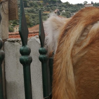 Imperia: cane rimane infilzato in una cancellata, liberato dai Vigili del Fuoco e portato dal veterinario