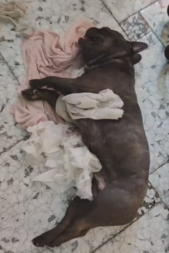 Ventimiglia, cane in shock per un colpo di calore salvato da Ambulanze Veterinarie Odv