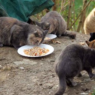 Santo Stefano al Mare: Maresciallo dei Carabinieri di Cuneo accusato di aver avvelenato i gatti della zona