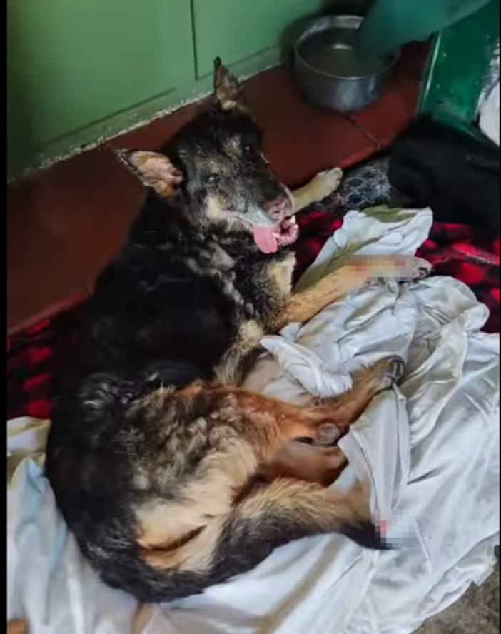 San Biagio della Cima, cane ferito salvato da Ambulanze Veterinarie Odv (Foto)