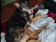 San Biagio della Cima, cane ferito salvato da Ambulanze Veterinarie Odv (Foto)