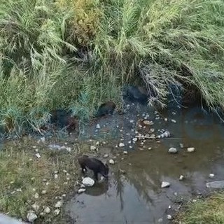 Imperia: sempre più cinghiali nelle città, ecco una 'famigliola' di ungulati sul torrente Impero (Foto e Video)