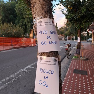 A Vallecrosia la protesta per l'abbattimento degli alberi in via Don Bosco