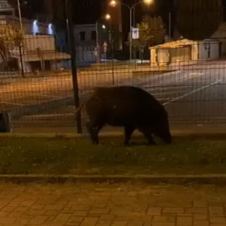 San Lorenzo al Mare,troppi cinghiali vicini al centro abitato: il sindaco Tornatore emana una apposita ordinanza