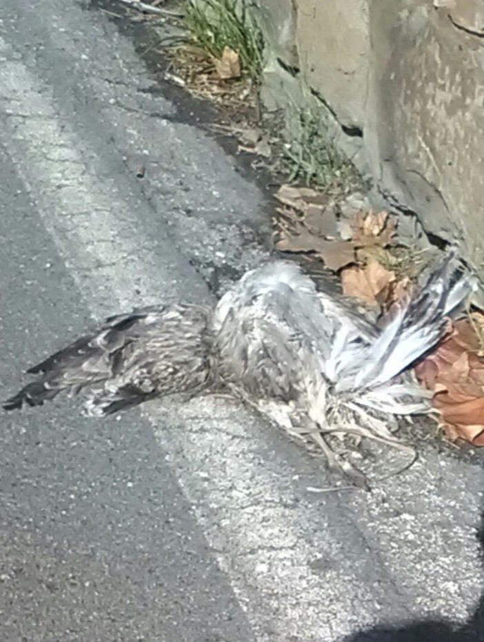 La carcassa a bordo strada in via Borea