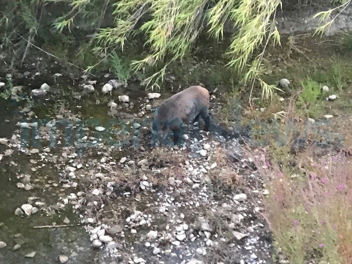 Imperia: i cinghiali sempre più vicini alle città, questa mattina alla ricerca di cibo sull'Impero (Foto)