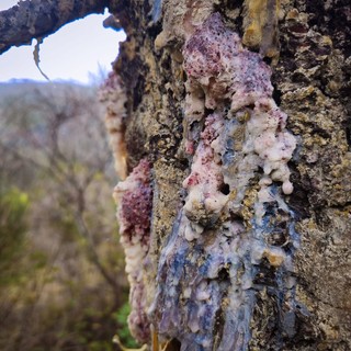 Nuova emergenza fitopatologica tra Bordighera, Seborga e Perinaldo: il &quot;Cancro del Pino&quot; minaccia il patrimonio arboreo locale