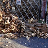 Sanremo: crolla un albero in via Marco Gavino, intervento mattutino dei Vigili del Fuoco