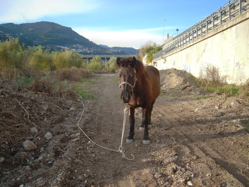 Ventimiglia: cavallo sul greto del fiume Roya, Paola &quot;Ancora nessun aiuto!&quot;