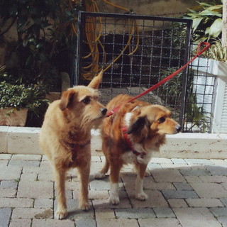 Sanremo: cani lasciati liberi sul prato di San Romolo, un lettore risponde a Sonia