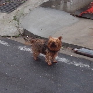 Sanremo: cagnolino nella foto avvistato nella zona di San Lorenzo-Solaro