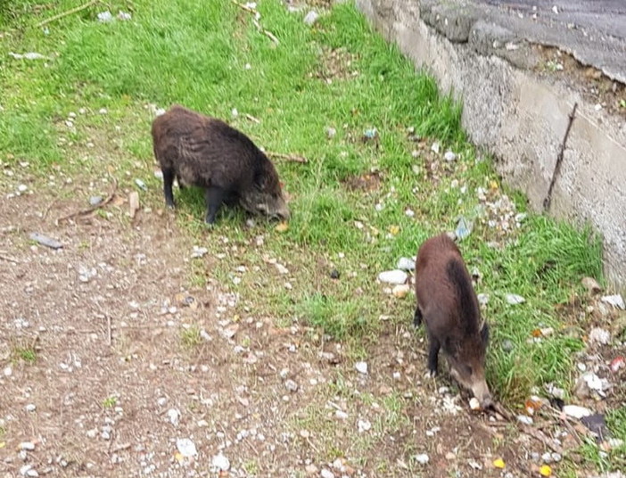 Ventimiglia: cinghiali 'invadono' un giardino di un'abitazione a Bevera alla ricerca di cibo