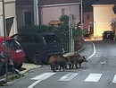 Cinghiali in giro per Terzorio, alcune sere fa