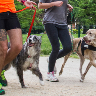 Bordighera Dog Show, la spettacolare corsa con i cani