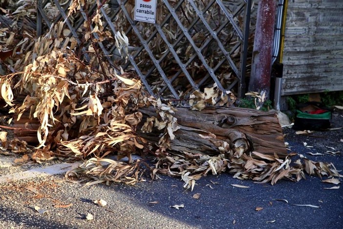Sanremo: crolla un albero in via Marco Gavino, intervento mattutino dei Vigili del Fuoco