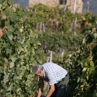 Lavoro: Coldiretti, contratto per un milione e 200mila euro di operai agricoli