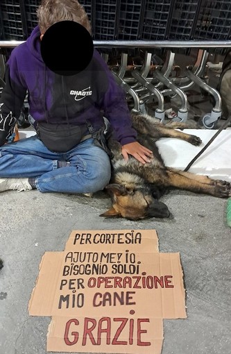 Sanremo: cucciola di Lupo maltrattata e usata per chiedere le elemosine, la segnalazione di una lettrice (Foto)