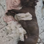 Ventimiglia, cane in shock per un colpo di calore salvato da Ambulanze Veterinarie Odv