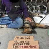 Sanremo: cucciola di Lupo maltrattata e usata per chiedere le elemosine, la segnalazione di una lettrice (Foto)