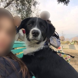 Camporosso: scappato ieri 'Tito' il cane nella foto, l'appello dei proprietari