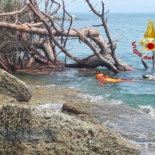 Ventimiglia: crolla un grosso pino su una spiaggetta di Latte, lievemente ferita una donna di 45 anni (Foto)