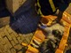 Castelvittorio: cane 'Border Collie' muore precipitando dal quarto piano, inutili i soccorsi (Foto)