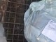 Santo Stefano al Mare: carcassa di cinghiale lasciata vicino alla ciclabile in un sacchetto (Foto)