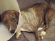 Badalucco: il cane 'vagabondo' Filù è a casa, ma incombe un nuovo intervento ed ha la leishmaniosi