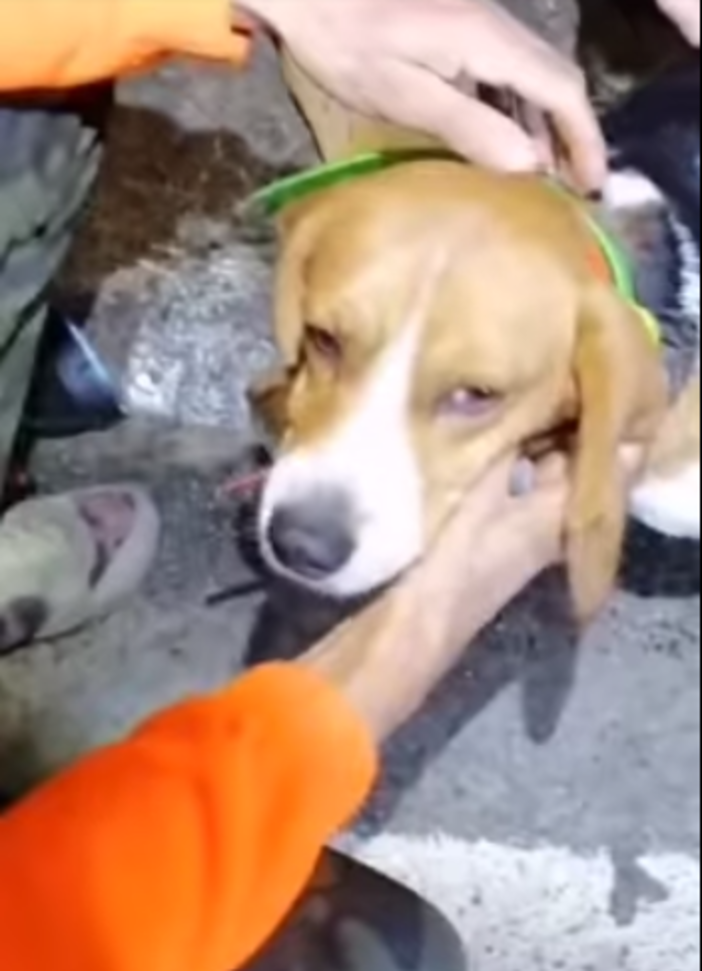 Dolceacqua, cane intrappolato nel torrente Nervia: salvato da Ambulanze Veterinarie Odv (Foto e video)