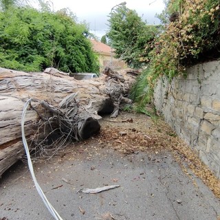 L'eucaliptus crollato in via Tasso a luglio