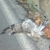 La carcassa a bordo strada in via Borea