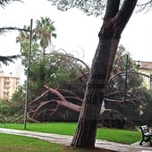 Vallecrosia: grosso pino cade ai giardini di San Rocco e finisce su un'area privata (Foto e Video)