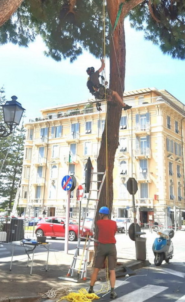 Sanremo: rocciatori e Polizia Locale al lavoro in via Nino Bixio per le verifiche ai pini marittimi (Foto)