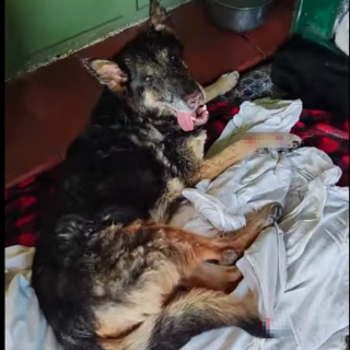 San Biagio della Cima, cane ferito salvato da Ambulanze Veterinarie Odv (Foto)