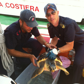 Sanremo: i militari della Guardia Costiera recuperano tartaruga marina nelle acque del golfo