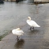 Bordighera: Losanna e Zurigo, due splendidi cigni sono diventati le mascotte del porto e dei suoi frequentatori (Foto)