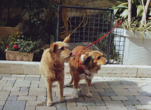 Sanremo: cani lasciati liberi sul prato di San Romolo, un lettore risponde a Sonia