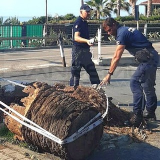 Sanremo: cade un pezzo di palma tagliata alcuni mesi fa, ciclista sfiorato in via Barabino (Foto)