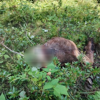 Pigna: capre attaccate da un branco di lupi ed esplode la polemica per i cani 'obbligati' a essere legati (Foto)