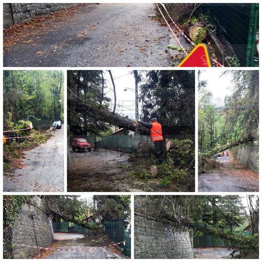 Sanremo: crolla un albero in strada Senatore Marsaglia, riaperta al traffico in località Bevino (Foto)