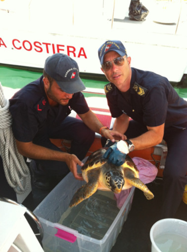 Sanremo: i militari della Guardia Costiera recuperano tartaruga marina nelle acque del golfo