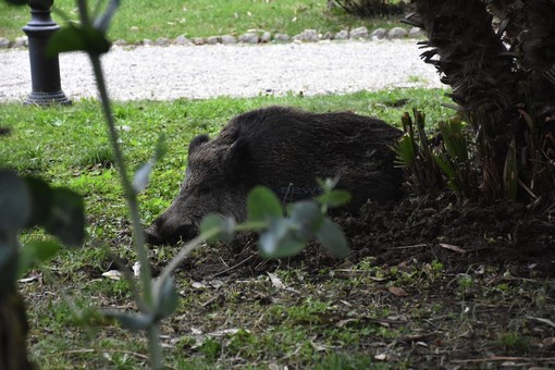 Le immagini dai giardini Tommaso Reggio