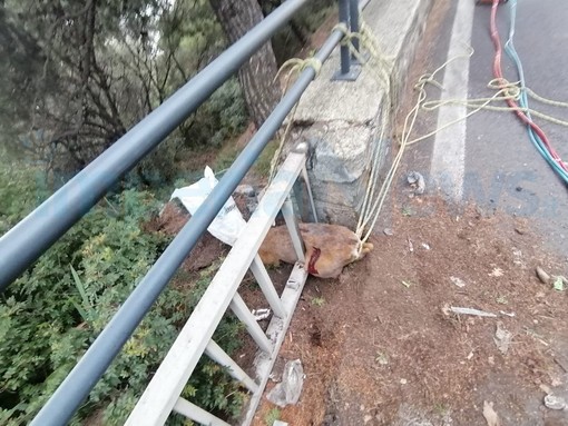 Capriolo si spinge sul Capo Berta ma rimane incastrato in una ringhiera: liberato dai Vigili del Fuoco (Foto)