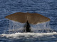 Giornata mondiale degli oceani in compagnia di tre grandi cetacei del santuario Pelagos: Propeller, Monet e Carli (foto)