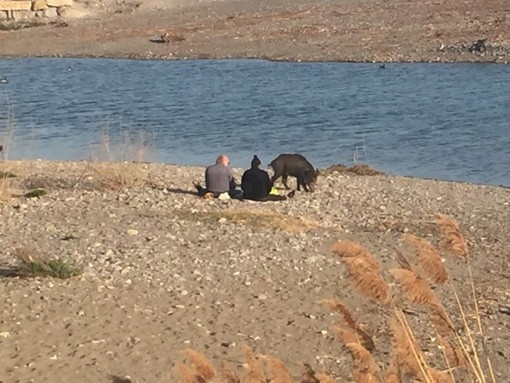 Ventimiglia: un cinghiale docile e socievole sul greto del Nervia vicino alle persone che gli offrono del cibo (Foto)