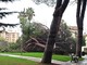 Vallecrosia: grosso pino cade ai giardini di San Rocco e finisce su un'area privata (Foto e Video)