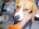 Dolceacqua, cane intrappolato nel torrente Nervia: salvato da Ambulanze Veterinarie Odv (Foto e video)