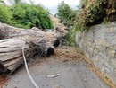 L'eucaliptus crollato in via Tasso a luglio